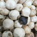 2020 Black Garlic for Good Health